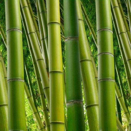 Bambuszrost