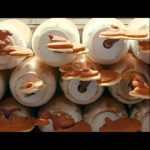 Bio ganoderma gomba őrlemény 20 g