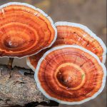 Bio ganoderma gomba őrlemény 20 g