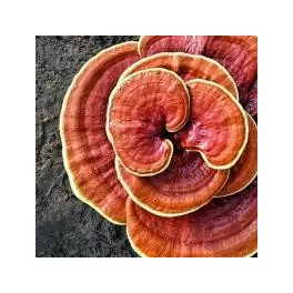 Gombák, ganoderma, reishi, cordyceps