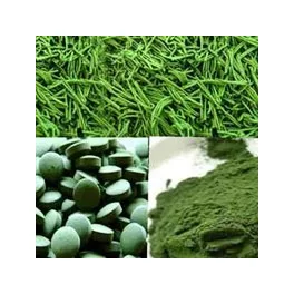 Alga, búzafű, spirulina 