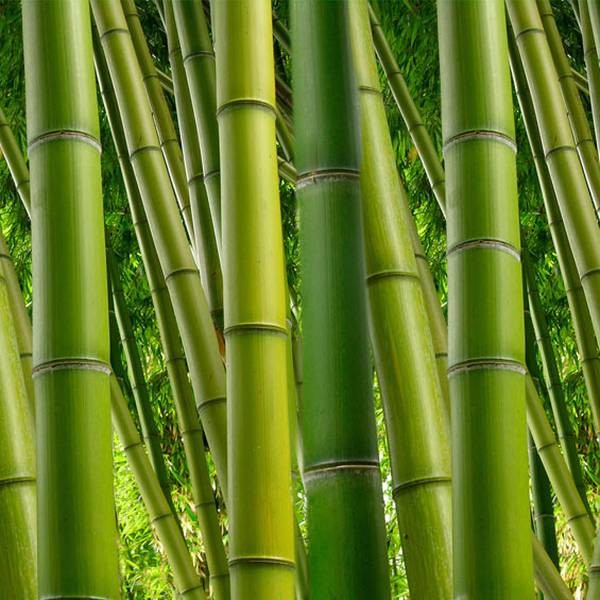 Bambuszrost 150 g